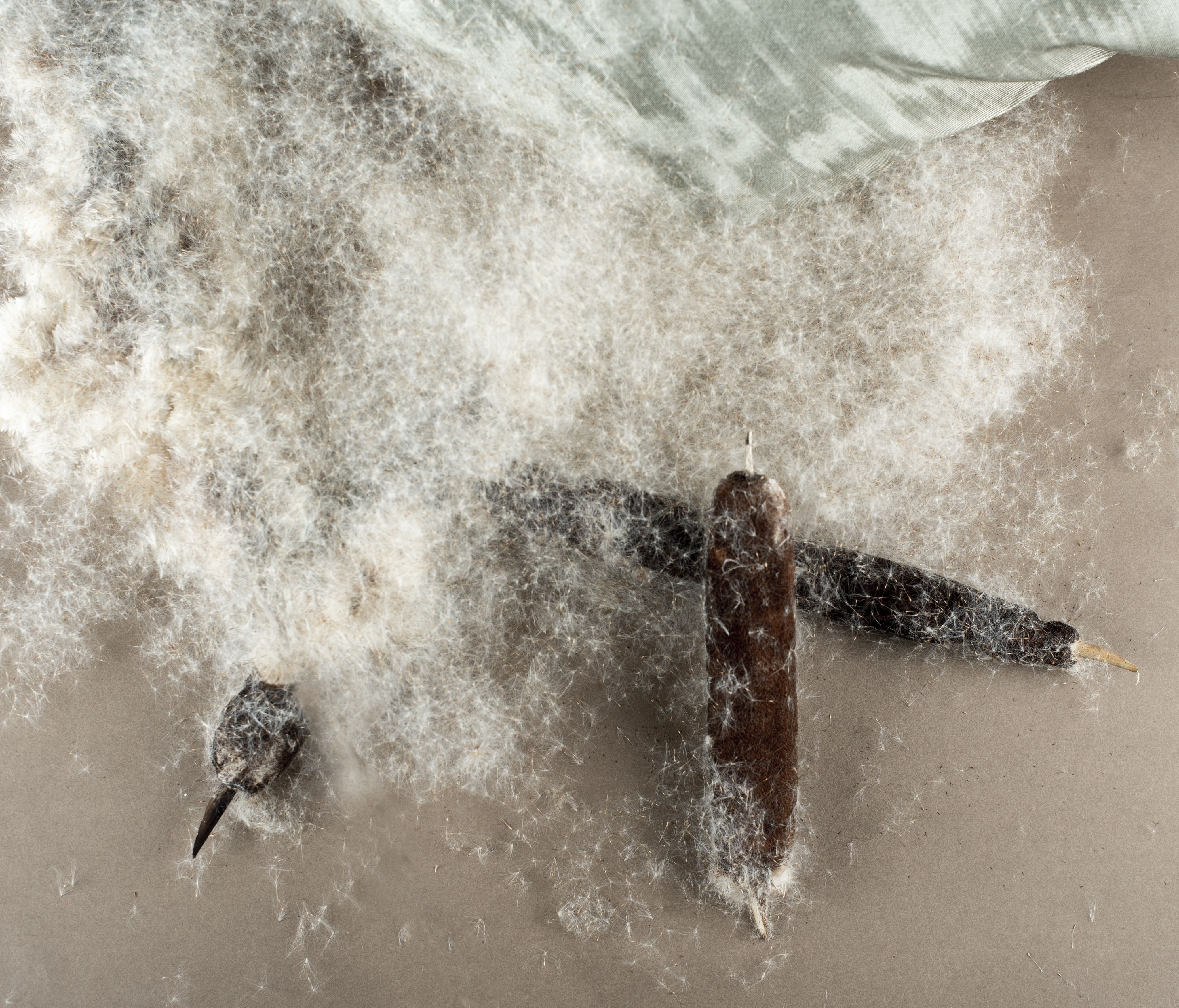 Cattail and its seed fluff.