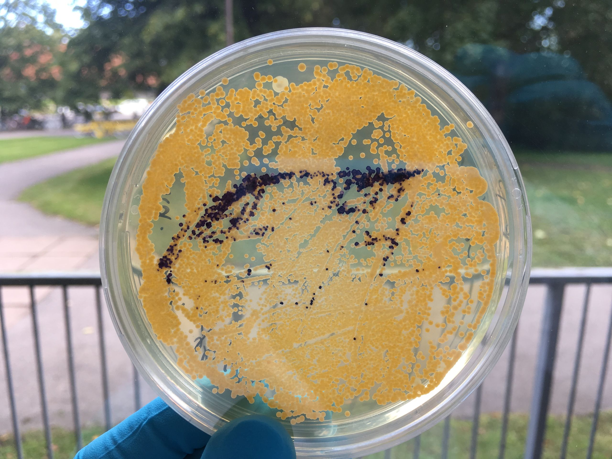 a Petri dish with microbes in yellow and lilac.