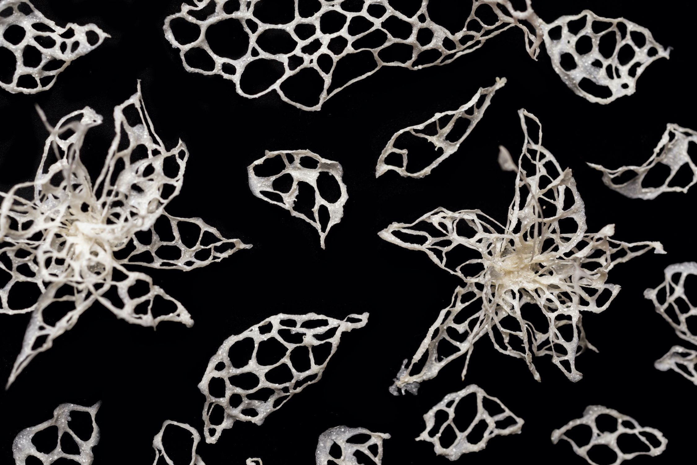 cellulose patterns looking like snowflakes or flowers on black background