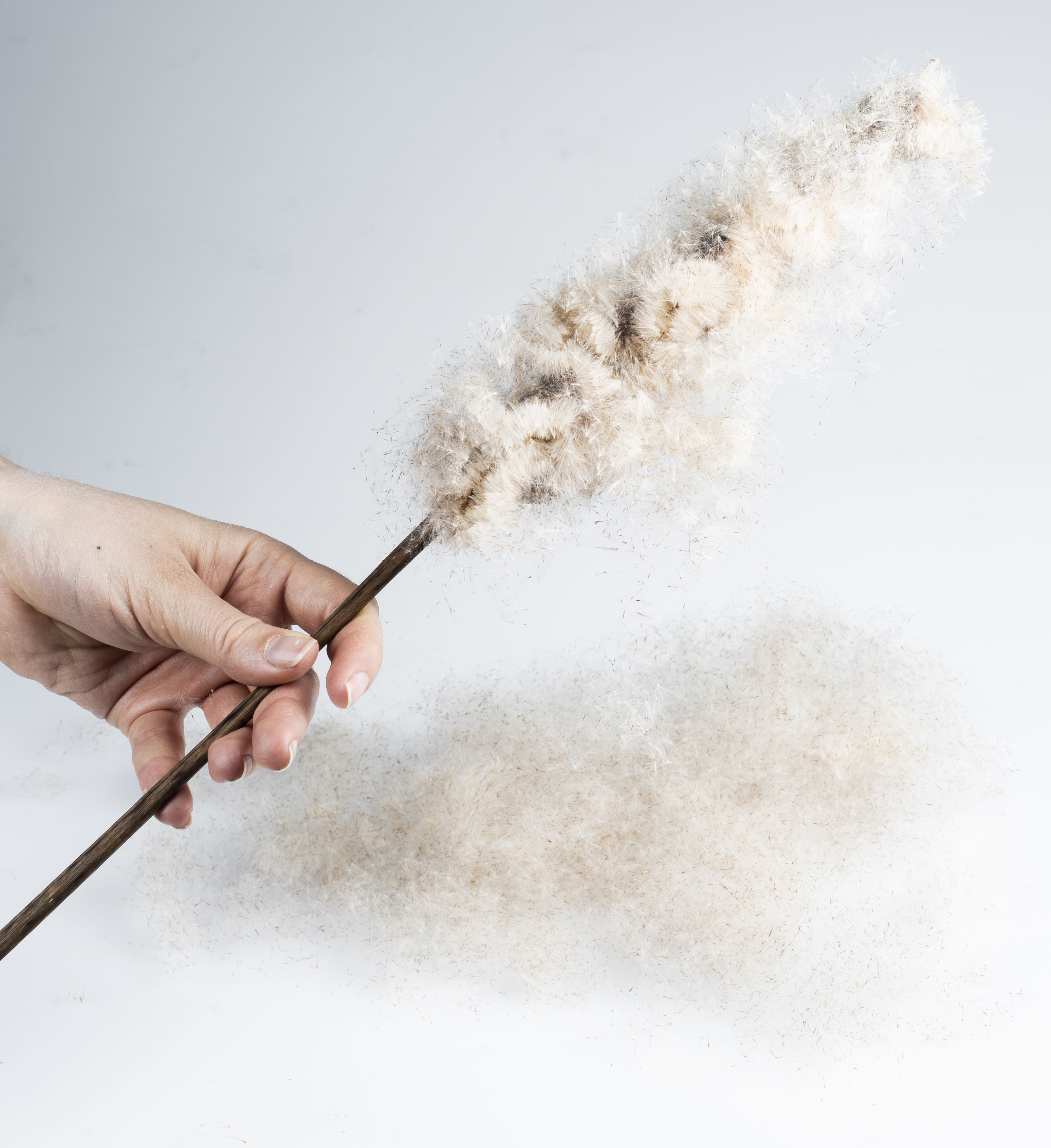 Osmankäämi, josta irtoaa paljon höytyvää