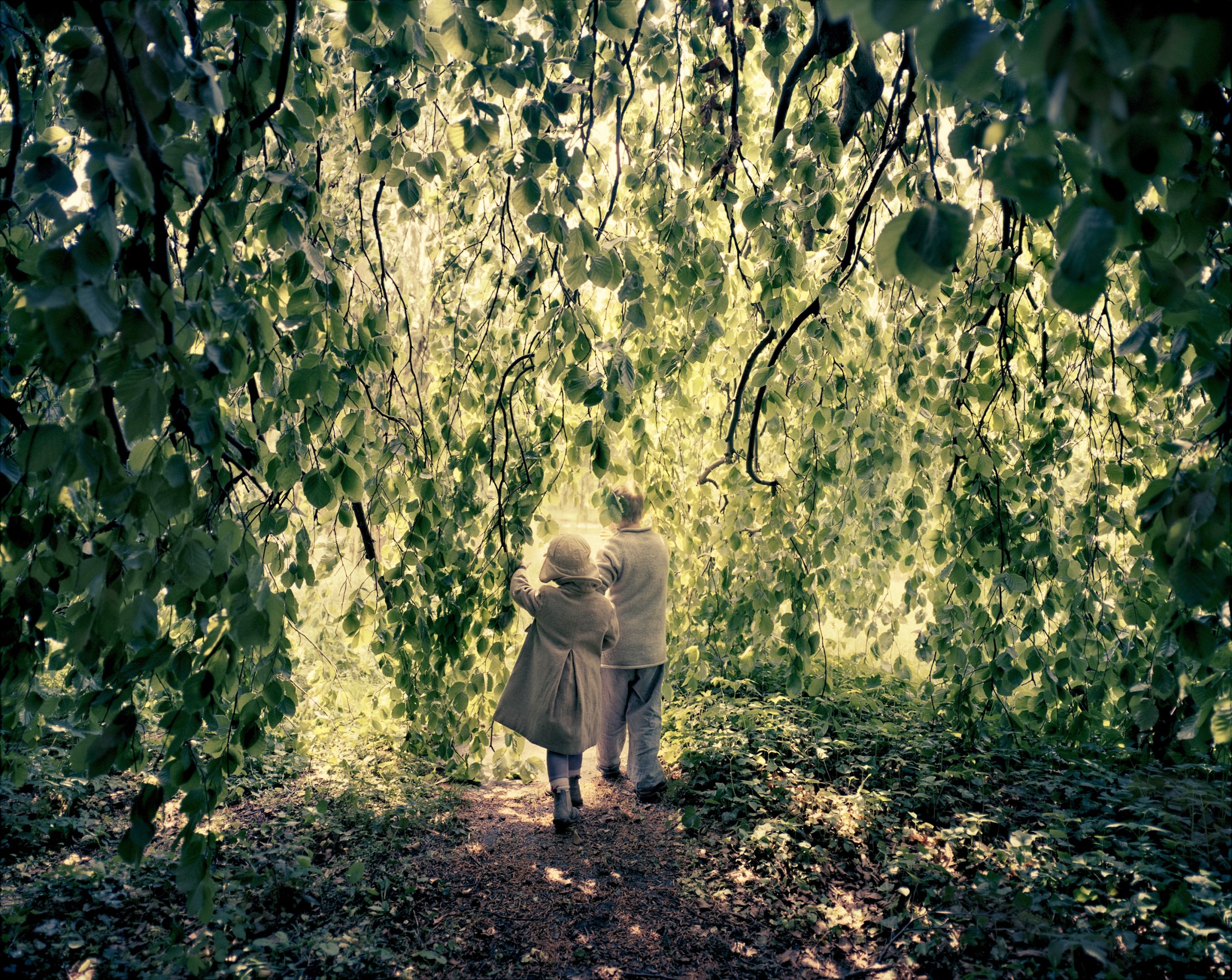 Willow Tree