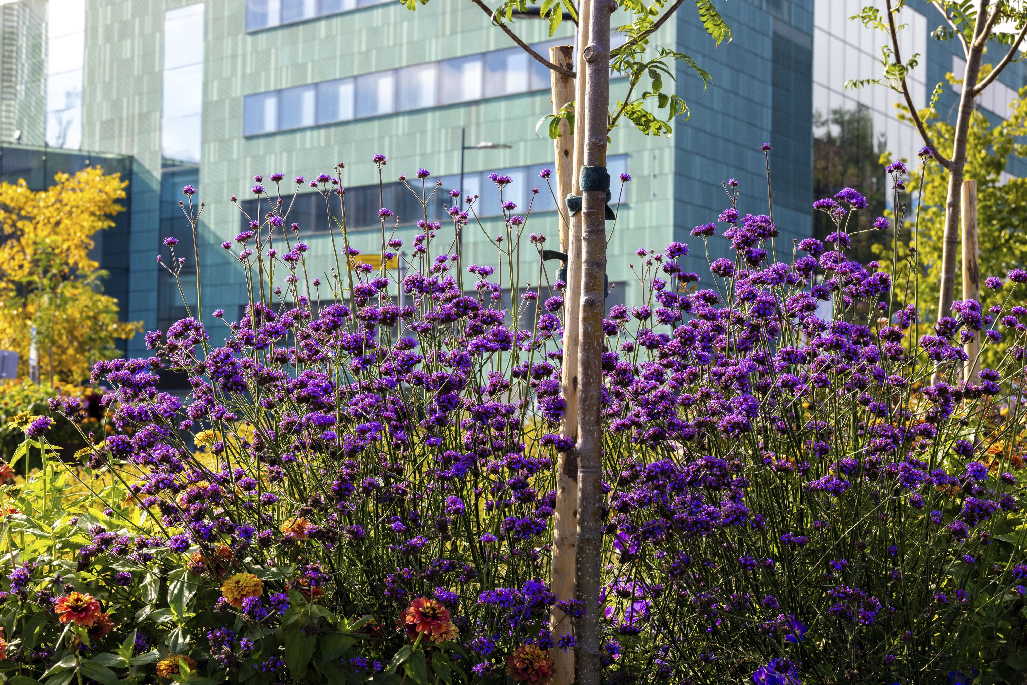 Töölönlahti park in Helsinki. Photo: Mikko Raskinen